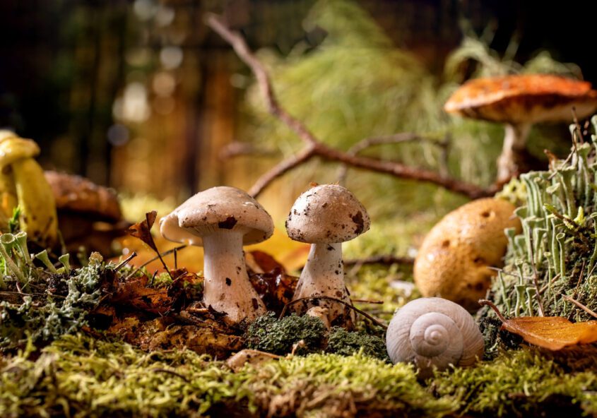 Funghi Fest
