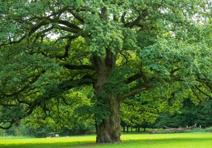 Querce e Lecci