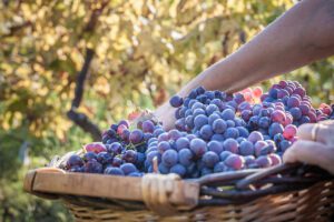 Vendemmia in Sicilia